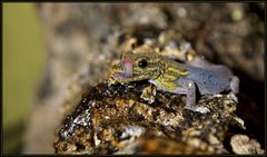 Lygodactylus angularis Gelbkopf-Taggecko