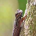 Lygodactylus gutturalis + 4 Bilder