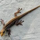 Lygodactylus sp., Weibchen