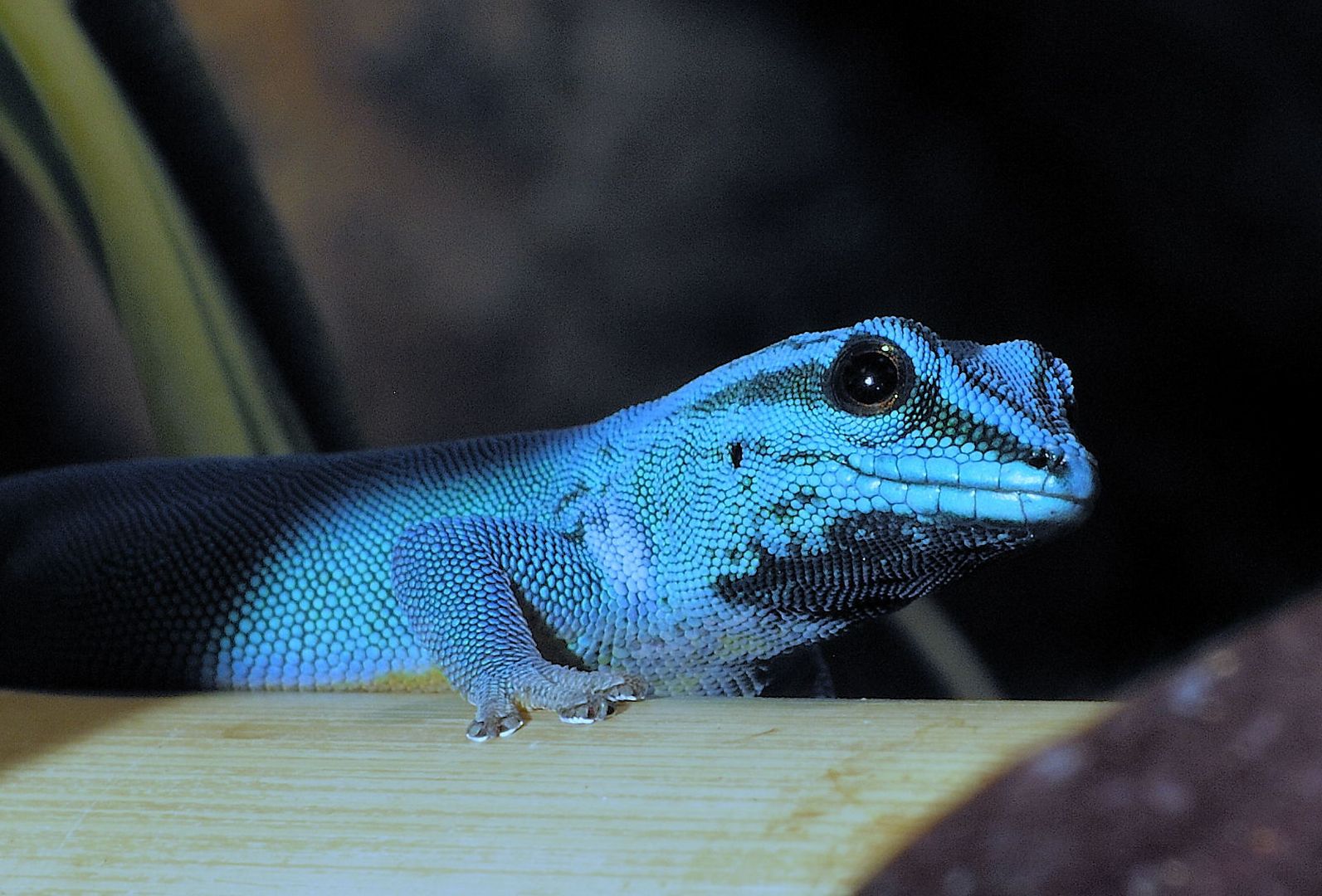 Lygodactylus williamsi