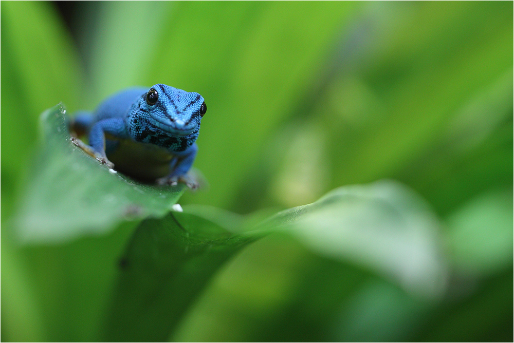 Lygodactylus williamsi