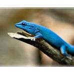 Lygodactylus williamsi - Blauer Zwerggecko