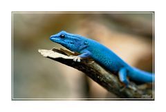 Lygodactylus williamsi - Blauer Zwerggecko