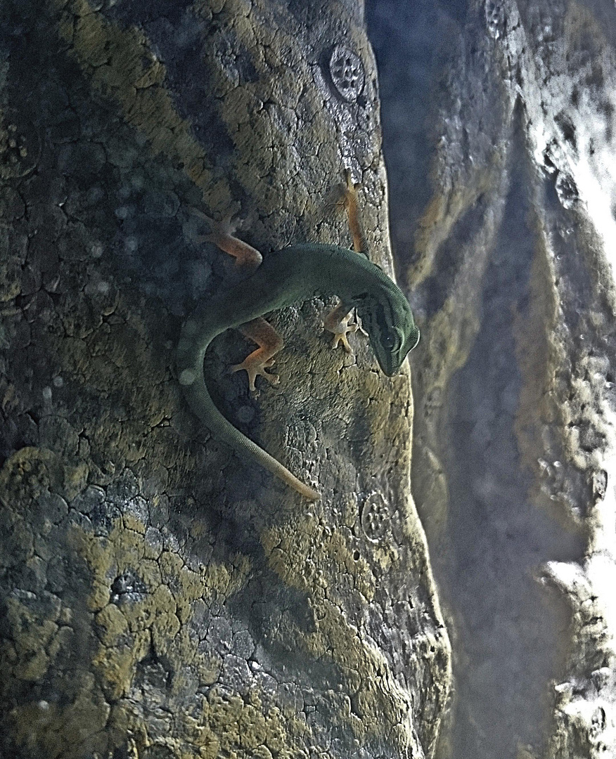 Lygodactylus williamsi, weibl.