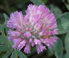 Lygus pratensis auf rotem Wiesenklee - Jung und alt