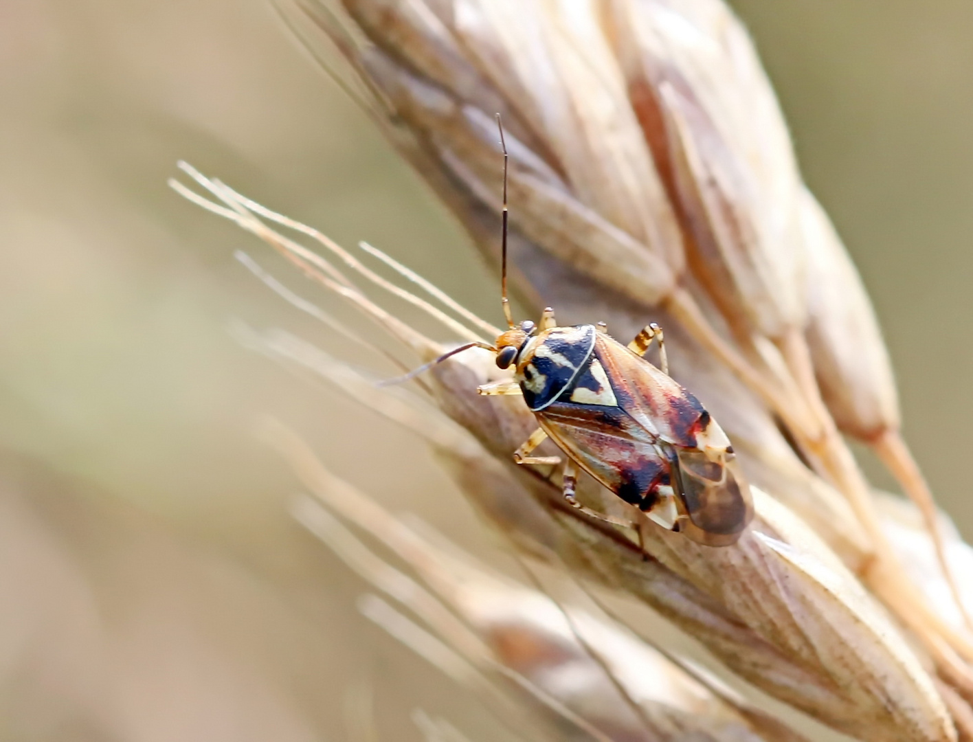 Lygus pratensis,Männchen