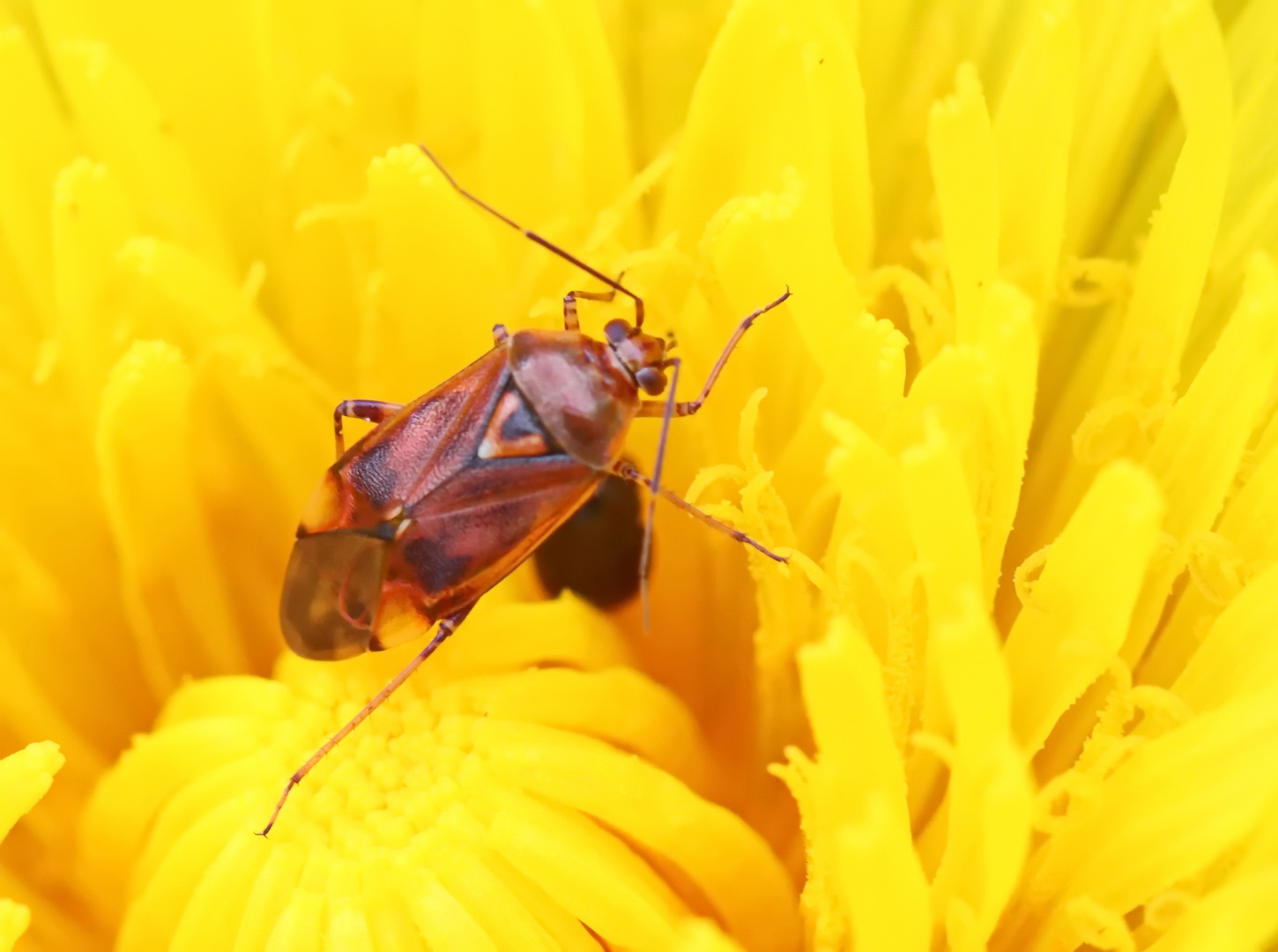 Lygus pratensis,Männchen,Gemeine Wiesenwanze