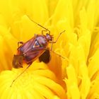 Lygus pratensis,Männchen,Gemeine Wiesenwanze