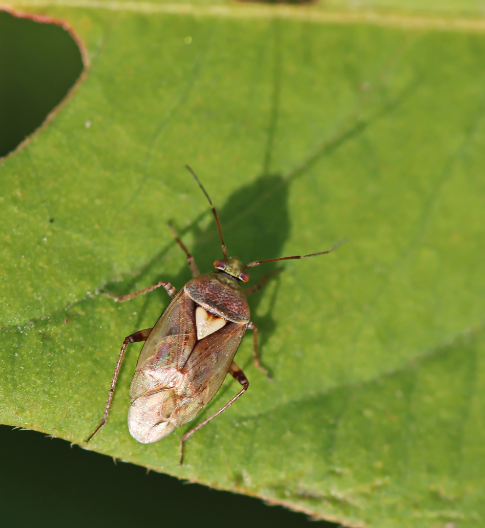 Lygus rugulipennis