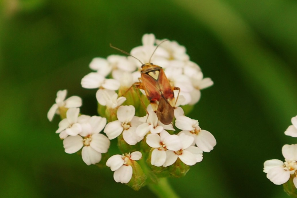 Lygus rugulipennis, so heisst die Wanze....