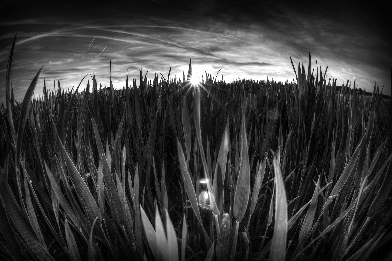 Lying In The Grass