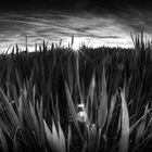 Lying In The Grass