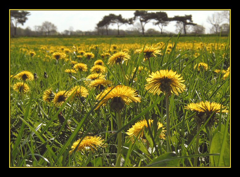 Lying in the grass... (Strijbeek, NL)