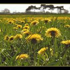 Lying in the grass... (Strijbeek, NL)