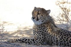 Lying in the shade