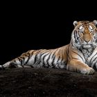 lying tiger