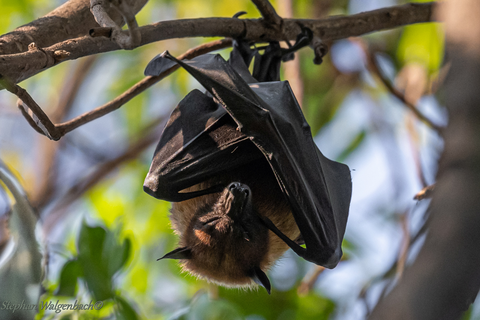 Lyles-Flughund (Pteropus Lylei)