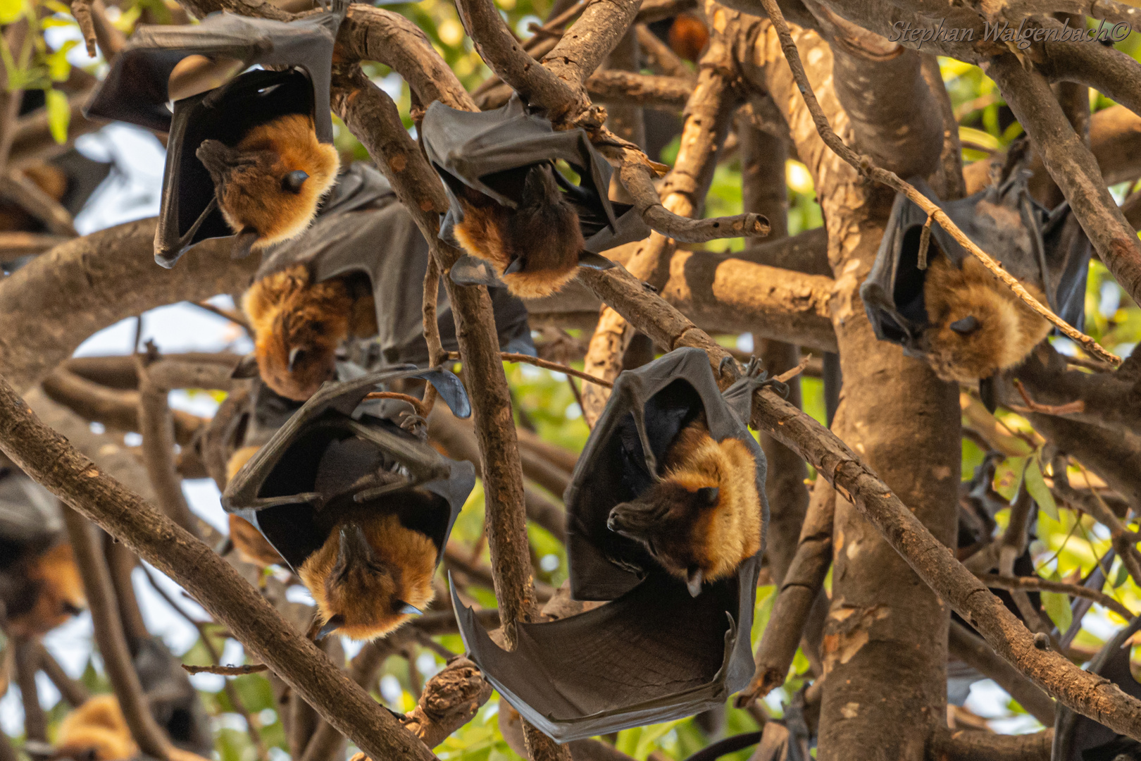 Lyles Flughunde (Pteropus lylei)