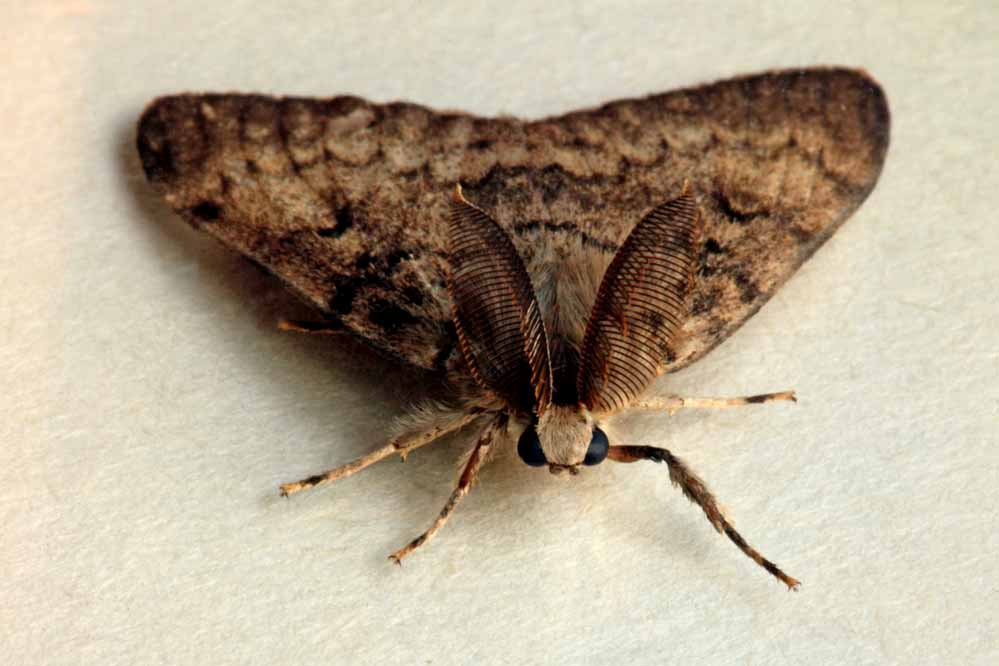 Lymantria dispar