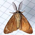 Lymantria dispar