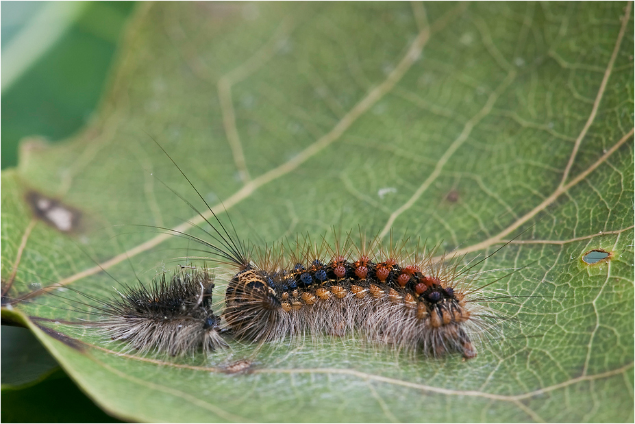 Lymantria dispar VI - Schwammspinner Raupe