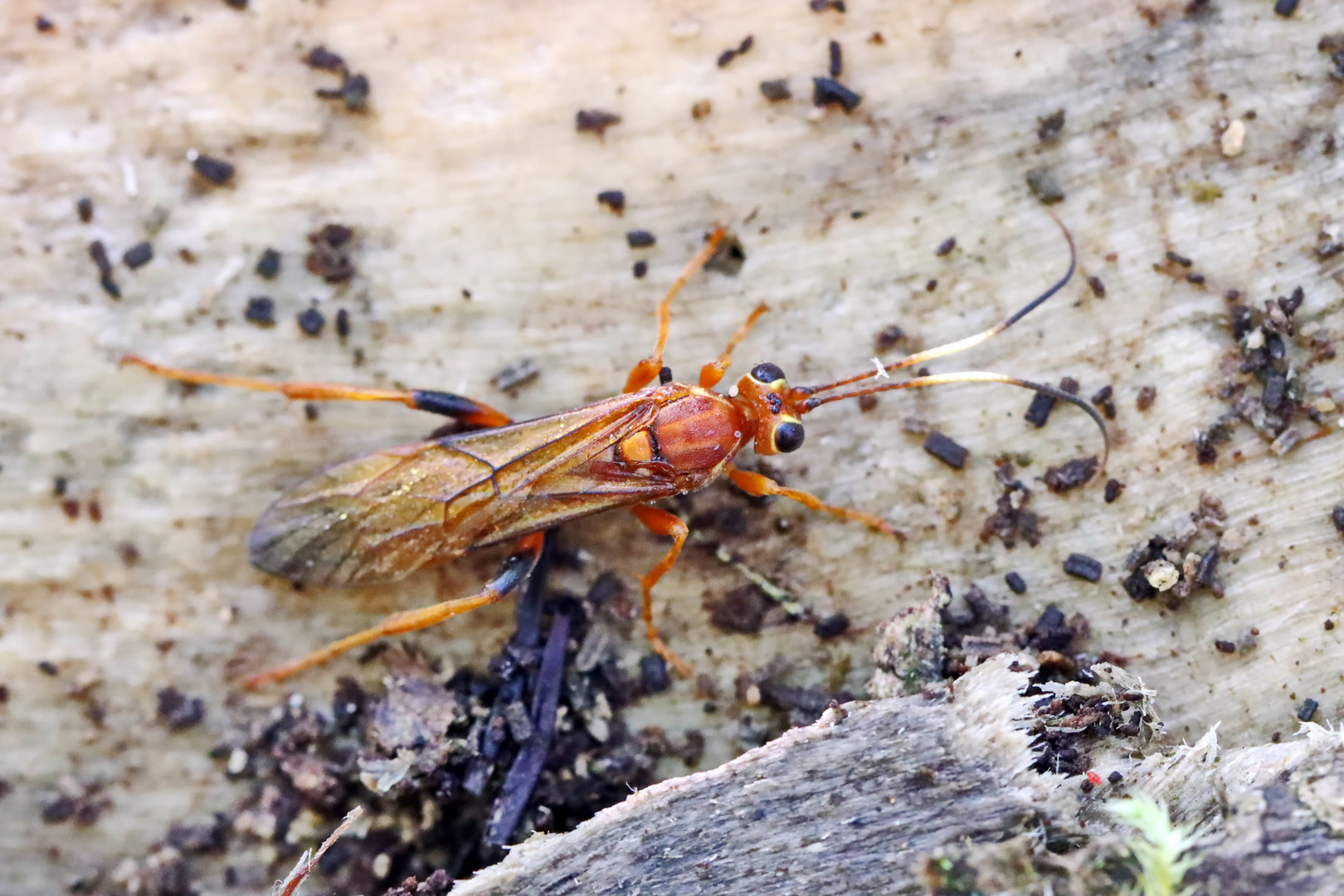 Lymantrichneumon disparis