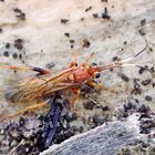 Lymantrichneumon disparis