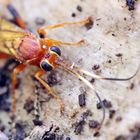 Lymantrichneumon disparis Nr.1