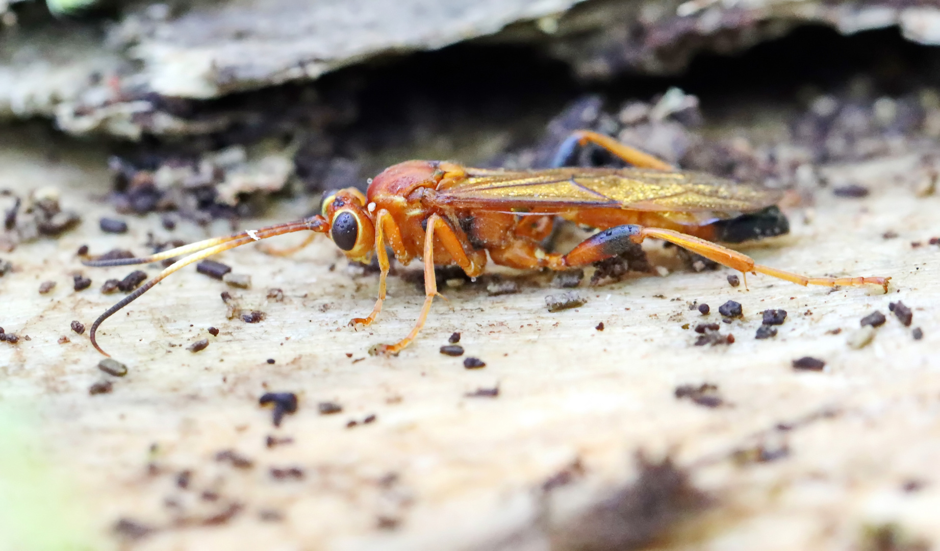 Lymantrichneumon disparis Nr.2