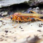 Lymantrichneumon disparis Nr.2