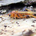 Lymantrichneumon disparis Nr.2