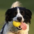 Lynn (4-jährige Münsterländer-/Setter-Hündin) in Aktion