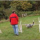 Lynn beim Agility Training;-)