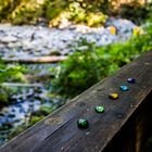 Lynn Canyon, Vancouver