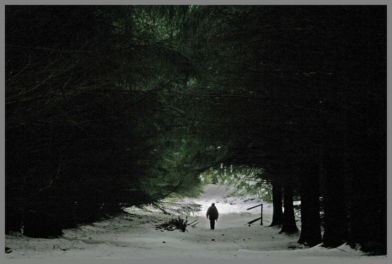 Lynn entering a dark wood near Fairhaugh, Cheviot Hills