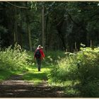 Lynn in Croft castle woods