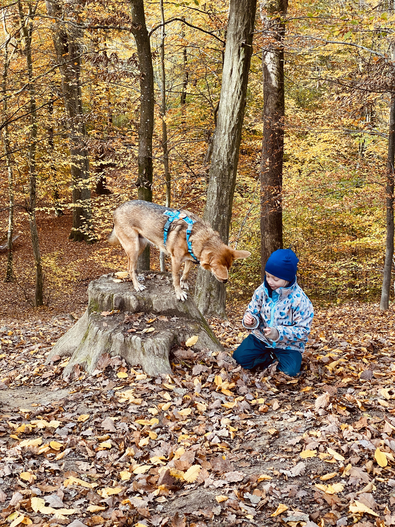 Lynn und Liska im Herbstwald