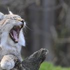 Lynx