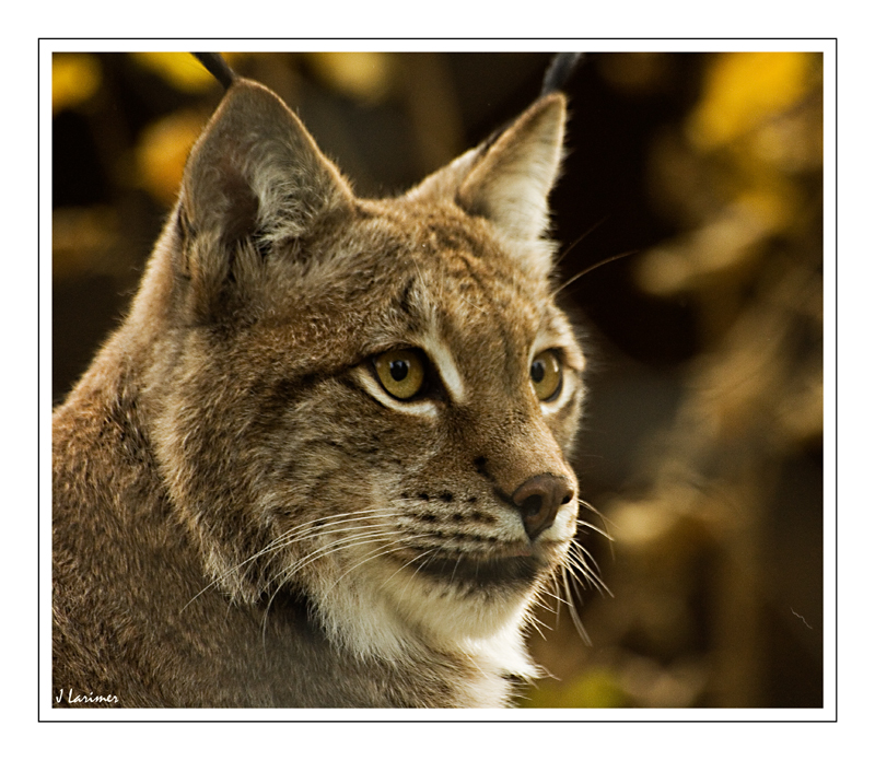 Lynx