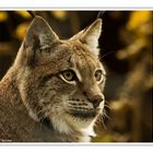 Lynx