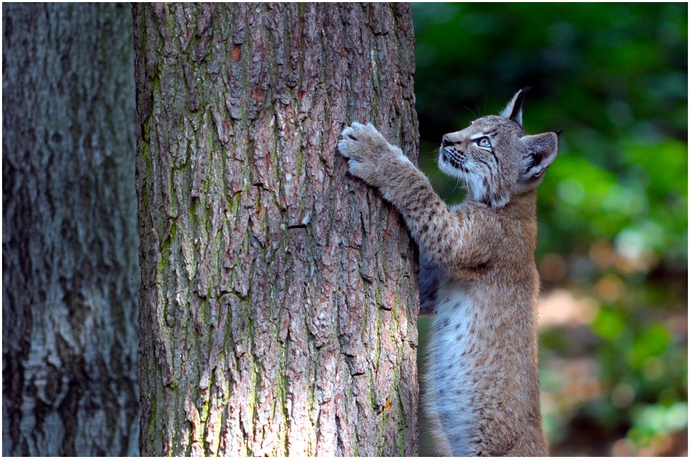 Lynx