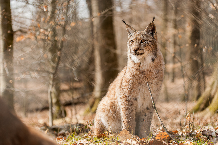 lynx