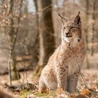 lynx