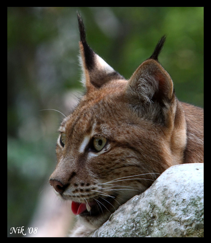 Lynx