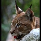 Lynx