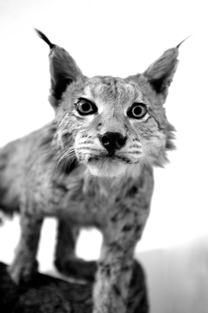 Lynx