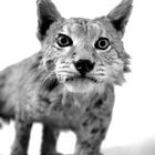 Lynx