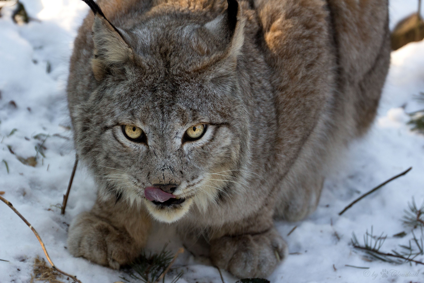 Lynx