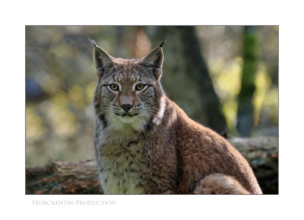 Lynx