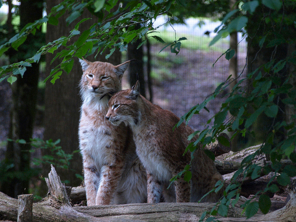 Lynx